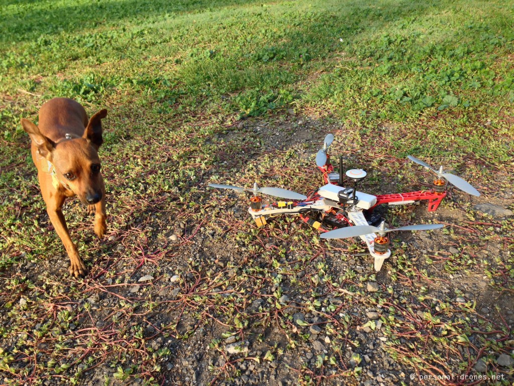 Just like kids, dogs are VERY curious about drones