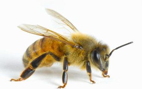 Honey Bee - Source