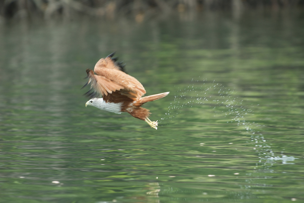 An eagle grasping a prey from water - Photo Peter Groneman