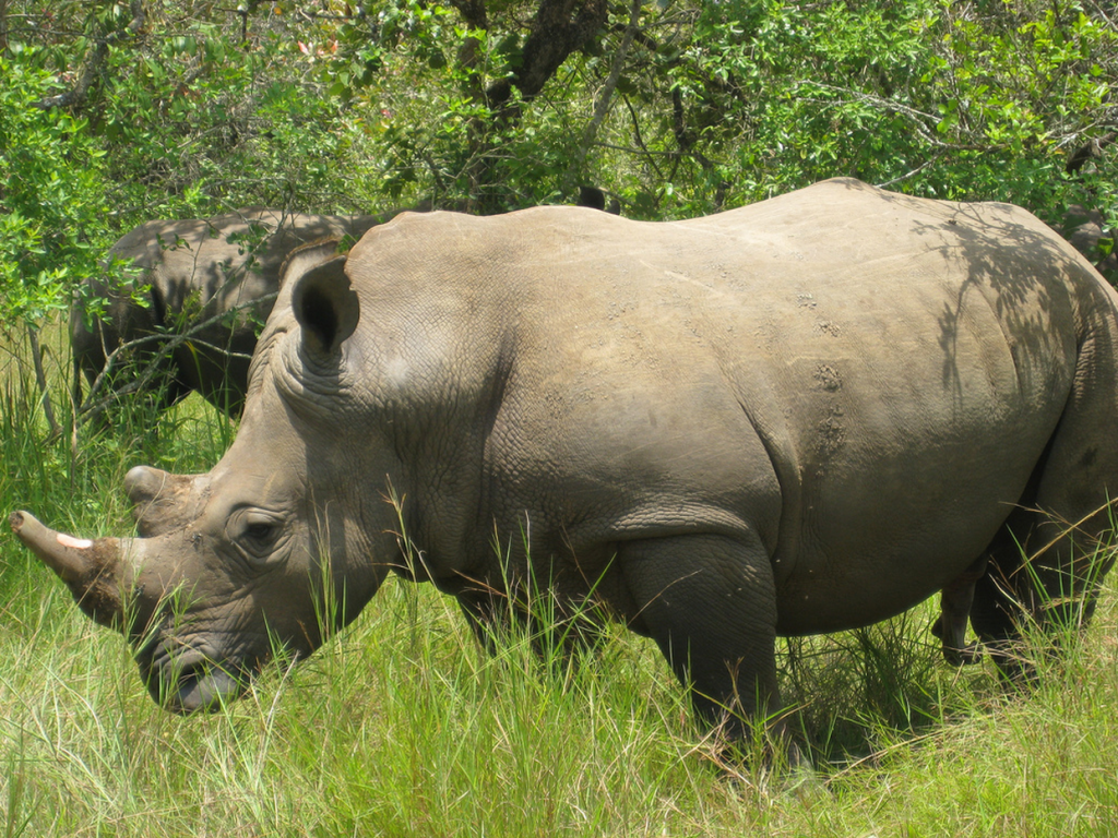 African Rhino